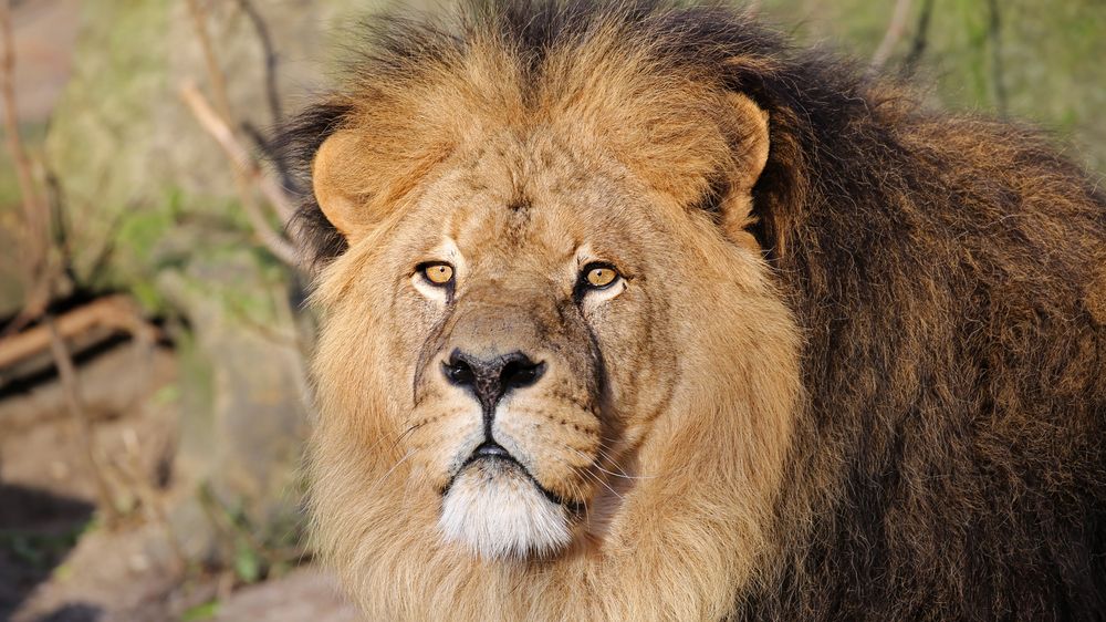 Obyvatele keňské vesnice vyděsil lev ve křoví, jednalo se o igelitku